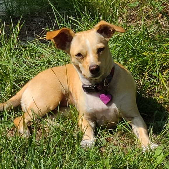 💖Meet Posh Ambassador Laurie💖 - Picture 10 of 10